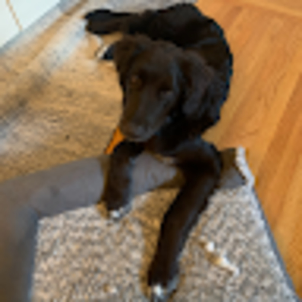 Meet your Posher, Grace